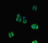 Immunofluorescent analysis of HepG2 cells using CSB-PA17827A0Rb at dilution of 1: 100 and Alexa Fluor 488-congugated AffiniPure Goat Anti-Rabbit IgG (H+L)