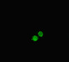 Immunofluorescent analysis of HepG2 cells using CSB-PA17907A0Rb at dilution of 1:100 and Alexa Fluor 488-congugated AffiniPure Goat Anti-Rabbit IgG (H+L)