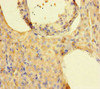 Immunohistochemistry of paraffin-embedded human testis tissue using CSB-PA388827LA01HU at dilution of 1:100