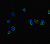 Immunofluorescent analysis of HepG2 cells using CSB-PA388827LA01HU at dilution of 1:100 and Alexa Fluor 488-congugated AffiniPure Goat Anti-Rabbit IgG (H+L)