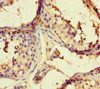 Immunohistochemistry of paraffin-embedded human testis tissue using CSB-PA413088LA01HU at dilution of 1:100