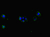 Immunofluorescent analysis of HepG2 cells using CSB-PA450720LA01HU at dilution of 1:100 and Alexa Fluor 488-congugated AffiniPure Goat Anti-Rabbit IgG (H+L)