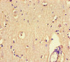 Immunohistochemistry of paraffin-embedded human brain tissue using CSB-PA613393LA01HU at dilution of 1:100