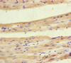 Immunohistochemistry of paraffin-embedded human heart tissue using CSB-PA614983LA01HU at dilution of 1:100