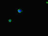 Immunofluorescent analysis of MCF-7 cells using CSB-PA618087LA01HU at dilution of 1:100 and Alexa Fluor 488-congugated AffiniPure Goat Anti-Rabbit IgG (H+L)