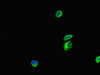Immunofluorescent analysis of HepG2 cells using CSB-PA718074LA01HU at dilution of 1:100 and Alexa Fluor 488-congugated AffiniPure Goat Anti-Rabbit IgG (H+L)