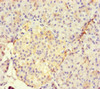 Immunohistochemistry of paraffin-embedded human pancreatic tissue using CSB-PA726765HA01HU at dilution of 1:100