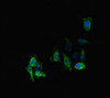 Immunofluorescent analysis of Hela cells using CSB-PA727750LA01HU at dilution of 1:100 and Alexa Fluor 488-congugated AffiniPure Goat Anti-Rabbit IgG (H+L)