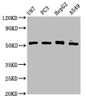 Western Blot<br />
 Positive WB detected in: U87 whole cell lysate, PC-3 whole cell lysate, HepG2 whole cell lysate, A549 whole cell lysate<br />
 All lanes: PPP2R2D antibody at 3.3µg/ml<br />
 Secondary<br />
 Goat polyclonal to rabbit IgG at 1/50000 dilution<br />
 Predicted band size: 53 kDa<br />
 Observed band size: 53 kDa<br />