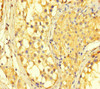 Immunohistochemistry of paraffin-embedded human testis tissue using CSB-PA736198LA01HU at dilution of 1:100