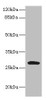 Western blot<br />
 All lanes: CLEC9A antibody IgG at 8µg/ml + Mouse kidney tissue<br />
 Secondary<br />
 Goat polyclonal to rabbit IgG at 1/10000 dilution<br />
 Predicted band size: 27 kDa<br />
 Observed band size: 27 kDa<br />