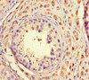 Immunohistochemistry of paraffin-embedded human testis tissue using CSB-PA747395LA01HU at dilution of 1:100