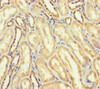 Immunohistochemistry of paraffin-embedded human kidney tissue using CSB-PA747490LA01HU at dilution of 1:100