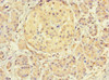 Immunohistochemistry of paraffin-embedded human pancreatic tissue using CSB-PA751092LA01HU at dilution of 1:100