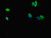 Immunofluorescent analysis of Hela cells using CSB-PA753710LA01HU at dilution of 1:100 and Alexa Fluor 488-congugated AffiniPure Goat Anti-Rabbit IgG (H+L)