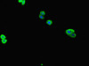 Immunofluorescent analysis of HepG2 cells using CSB-PA754628LA01HU at dilution of 1:100 and Alexa Fluor 488-congugated AffiniPure Goat Anti-Rabbit IgG (H+L)