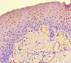 Immunohistochemistry of paraffin-embedded human tonsil tissue using CSB-PA762572LA01HU at dilution of 1:100