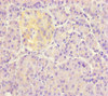 Immunohistochemistry of paraffin-embedded human pancreatic tissue using CSB-PA762572LA01HU at dilution of 1:100