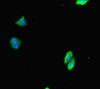 Immunofluorescent analysis of HepG2 cells using CSB-PA764784LA01HU at dilution of 1:100 and Alexa Fluor 488-congugated AffiniPure Goat Anti-Rabbit IgG (H+L)