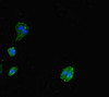 Immunofluorescent analysis of HepG2 cells using CSB-PA801819LA01HU at dilution of 1:100 and Alexa Fluor 488-congugated AffiniPure Goat Anti-Rabbit IgG (H+L)