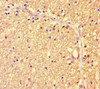 Immunohistochemistry of paraffin-embedded human brain tissue using CSB-PA803124HA01HU at dilution of 1:100