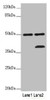 Western blot<br />
 All lanes: PLIN5 antibody at 2 µg/ml<br />
 Lane 1: Mouse kidney tissue<br />
 Lane 2: Mouse brain tissue<br />
 Secondary<br />
 Goat polyclonal to rabbit IgG at 1/10000 dilution<br />
 Predicted band size: 51 kDa<br />
 Observed band size: 51, 36 kDa<br />