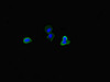 Immunofluorescent analysis of HepG2 cells using CSB-PA804867LA01HU at dilution of 1:100 and Alexa Fluor 488-congugated AffiniPure Goat Anti-Rabbit IgG (H+L)