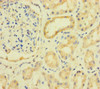 Immunohistochemistry of paraffin-embedded human kidney tissue using CSB-PA805325LA01HU at dilution of 1:100