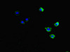 Immunofluorescent analysis of HepG2 cells using CSB-PA809015LA01HU at dilution of 1:100 and Alexa Fluor 488-congugated AffiniPure Goat Anti-Rabbit IgG (H+L)