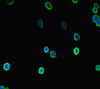 Immunofluorescent analysis of HepG2 cells using CSB-PA809070LA01HU at dilution of 1:100 and Alexa Fluor 488-congugated AffiniPure Goat Anti-Rabbit IgG (H+L)