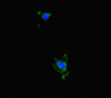 Immunofluorescent analysis of Hela cells using CSB-PA811634LA01HU at dilution of 1:100 and Alexa Fluor 488-congugated AffiniPure Goat Anti-Rabbit IgG (H+L)