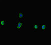 Immunofluorescent analysis of MCF-7 cells using CSB-PA812888LA01HU at dilution of 1:100 and Alexa Fluor 488-congugated AffiniPure Goat Anti-Rabbit IgG (H+L)