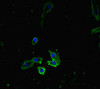 Immunofluorescent analysis of Hela cells using CSB-PA821675HA01HU at dilution of 1:100 and Alexa Fluor 488-congugated AffiniPure Goat Anti-Rabbit IgG (H+L)