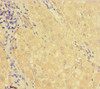 Immunohistochemistry of paraffin-embedded human liver tissue using CSB-PA822748LA01HU at dilution of 1:100