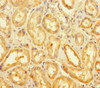 Immunohistochemistry of paraffin-embedded human kidney tissue using CSB-PA822748LA01HU at dilution of 1:100