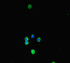 Immunofluorescent analysis of HepG2 cells using CSB-PA823181LA01MO at dilution of 1:100 and Alexa Fluor 488-congugated AffiniPure Goat Anti-Rabbit IgG (H+L)