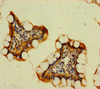 Immunohistochemistry of paraffin-embedded human small intestine tissue using CSB-PA836205LA01HU at dilution of 1:100