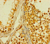 Immunohistochemistry of paraffin-embedded human testis tissue using CSB-PA836649LA01HU at dilution of 1:100