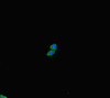 Immunofluorescent analysis of HepG2 cells using CSB-PA836649LA01HU at dilution of 1:100 and Alexa Fluor 488-congugated AffiniPure Goat Anti-Rabbit IgG (H+L)