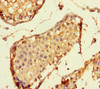Immunohistochemistry of paraffin-embedded human testis tissue using CSB-PA836712LA01HU at dilution of 1:100 Immunohistochemistry of paraffin-embedded human testis tissue using CSB-PA836712LA01HU at dilution of 1:100