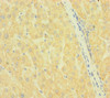 Immunohistochemistry of paraffin-embedded human liver tissue using CSB-PA836713LA01HU at dilution of 1:100