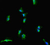 Immunofluorescent analysis of U251 cells using CSB-PA836713LA01HU at dilution of 1:100 and Alexa Fluor 488-congugated AffiniPure Goat Anti-Rabbit IgG (H+L)