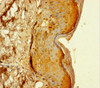 Immunohistochemistry of paraffin-embedded human skin tissue using CSB-PA838784LA01HU at dilution of 1:100