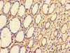 Immunohistochemistry of paraffin-embedded human stomach tissue using CSB-PA842170LA01HU at dilution of 1:100