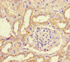 Immunohistochemistry of paraffin-embedded human kidney tissue using CSB-PA842690LA01HU at dilution of 1:100