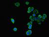 Immunofluorescent analysis of PC-3 cells using CSB-PA842690LA01HU at dilution of 1:100 and Alexa Fluor 488-congugated AffiniPure Goat Anti-Rabbit IgG (H+L)