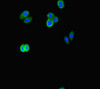 Immunofluorescent analysis of HepG2 cells using CSB-PA843310HA01HU at dilution of 1:100 and Alexa Fluor 488-congugated AffiniPure Goat Anti-Rabbit IgG (H+L)