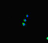 Immunofluorescent analysis of HepG2 cells using CSB-PA844740LA01HU at dilution of 1:100 and Alexa Fluor 488-congugated AffiniPure Goat Anti-Rabbit IgG (H+L)