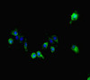 Immunofluorescent analysis of Hela cells using CSB-PA847687LA01HU at dilution of 1:100 and Alexa Fluor 488-congugated AffiniPure Goat Anti-Rabbit IgG (H+L)
