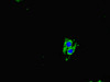 Immunofluorescent analysis of Hela cells using CSB-PA852917LA01HU at dilution of 1:100 and Alexa Fluor 488-congugated AffiniPure Goat Anti-Rabbit IgG (H+L)